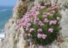 Kép 2/2 - Armeria maritima Rose / Tengerparti pázsitszegfű rózsaszín