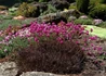 Kép 2/3 - Armeria maritima Rubrifolia / Tengerparti pázsitszegfű bordó