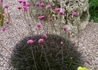 Kép 1/3 - Armeria maritima Rubrifolia / Tengerparti pázsitszegfű bordó