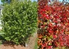 Kép 2/3 - Aronia melanocarpa / Fekete Törpeberkenye