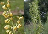 Kép 2/4 - Artemisia dracunculus / Tárkony