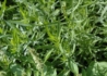 Kép 3/4 - Artemisia dracunculus / Tárkony