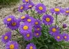 Kép 1/4 - Aster alpinus Violet / Havasi őszirózsa lila
