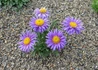 Kép 2/4 - Aster alpinus Violet / Havasi őszirózsa lila