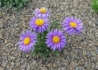 Kép 2/4 - Aster alpinus Violet / Havasi őszirózsa lila