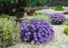 Kép 3/4 - Aster alpinus Violet / Havasi őszirózsa lila