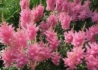 Kép 1/2 - Astilbe arendsii Astary Rose / Kerti tollbuga rózsaszín