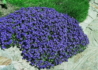 Kép 1/3 - Aubrieta hybrida Blue Shades / Pázsitviola kék