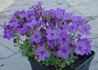 Kép 2/3 - Aubrieta hybrida Blue Shades / Pázsitviola kék