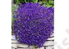 Kép 3/3 - Aubrieta hybrida Blue Shades / Pázsitviola kék