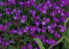 Kép 1/3 - Aubrieta hybrida Deep Purple / Pázsitviola lila