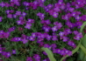 Kép 1/3 - Aubrieta hybrida Deep Purple / Pázsitviola lila