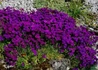 Kép 2/3 - Aubrieta hybrida Deep Purple / Pázsitviola lila