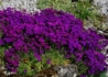 Kép 2/3 - Aubrieta hybrida Deep Purple / Pázsitviola lila