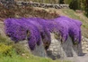 Kép 3/3 - Aubrieta hybrida Deep Purple / Pázsitviola lila