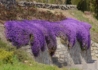 Kép 3/3 - Aubrieta hybrida Deep Purple / Pázsitviola lila