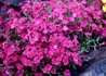Kép 1/2 - Aubrieta hybrida Red / Pázsitviola liláspiros