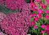 Kép 2/2 - Aubrieta hybrida Red / Pázsitviola liláspiros