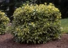 Kép 2/3 - Aucuba japonica Variegata / Tarkalevelű japán babérsom