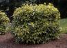 Kép 2/3 - Aucuba japonica Variegata / Tarkalevelű japán babérsom
