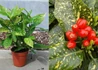 Kép 3/3 - Aucuba japonica Variegata / Tarkalevelű japán babérsom