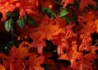 Kép 1/3 - Azalea rhododendron balzac / Narancs vörös azálea azalia