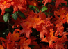 Kép 1/3 - Azalea rhododendron balzac / Narancs vörös azálea azalia