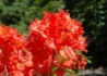 Kép 2/3 - Azalea rhododendron balzac / Narancs vörös azálea azalia