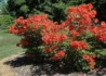 Kép 3/3 - Azalea rhododendron balzac / Narancs vörös azálea azalia