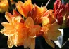 Kép 1/3 - Azalea rhododendron csardas / Sárga azálea azalia