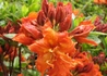 Kép 2/3 - Azalea rhododendron gibraltar / Narancs piros azálea azalia