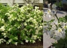 Kép 2/2 - Azalea rhododendron persil / Fehér azálea azalia