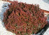 Kép 1/2 - Berberis thunbergii Atropurpurea Nana / Japán vérborbolya törpe