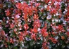 Kép 2/2 - Berberis thunbergii Atropurpurea Nana / Japán vérborbolya törpe