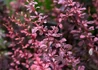 Kép 2/2 - Berberis thunbergii Harlequin / Tarka Japán Borbolya