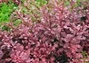 Kép 1/2 - Berberis thunbergii Harlequin / Tarka Japán Borbolya