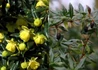 Kép 1/3 - Berberis candidula jytte / Törpe ezüstös borbolya