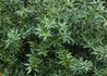 Kép 2/3 - Berberis candidula jytte / Törpe ezüstös borbolya