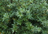 Kép 2/3 - Berberis candidula jytte / Törpe ezüstös borbolya