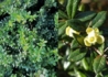 Kép 2/2 - Berberis media Parkjuweel / Fényes levelű borbolya