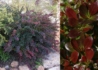 Kép 1/3 - Berberis media Red jewel / Fényes levelű ékszerborbolya