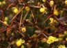 Kép 2/3 - Berberis media Red jewel / Fényes levelű ékszerborbolya