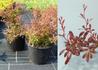 Kép 1/2 - Berberis thunbergii Orange dream / Borbolya narancs-vörös