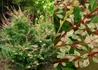 Kép 1/3 - Berberis thunbergii kelleris / Borbolya márványmintás