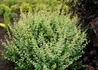 Kép 2/3 - Berberis thunbergii kelleris / Borbolya márványmintás