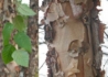 Kép 1/3 - Betula nigra / Amerikai fekete nyír