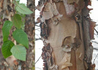 Kép 1/3 - Betula nigra / Amerikai fekete nyír