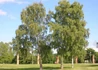 Kép 3/3 - Betula nigra / Amerikai fekete nyír
