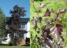 Kép 1/2 - Betula pendula Royal frost / Bordó levelű nyír