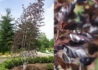 Kép 2/2 - Betula pendula Royal frost / Bordó levelű nyír